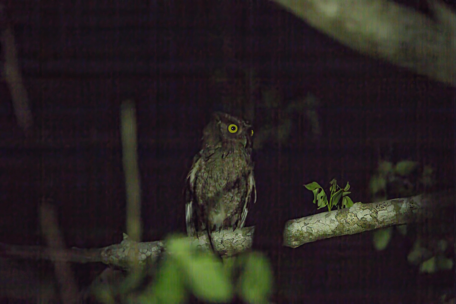 image Pacific Screech-Owl